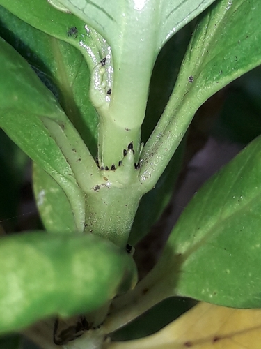 Image of Coprosma prisca by (c) naturewatchwidow, some rights reserved (CC BY)