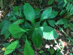 Davilla