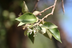 Capparis incana