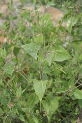 Atriplex subcordata