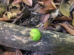 Caryocar costaricense