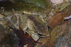 Ryukyu Brown Frog photo 5