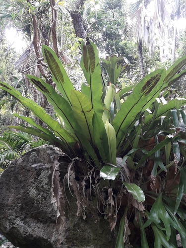 Asplenium goudeyi, photograph 2