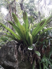 Asplenium goudeyi, photograph (c) naturewatchwidow, some rights reserved (CC BY)