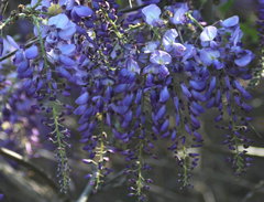 Wisteria frutescens