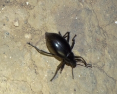 Eleodes spinipes ventricosus