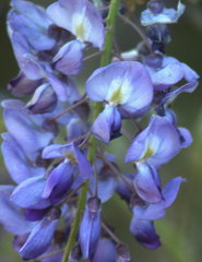 Wisteria frutescens