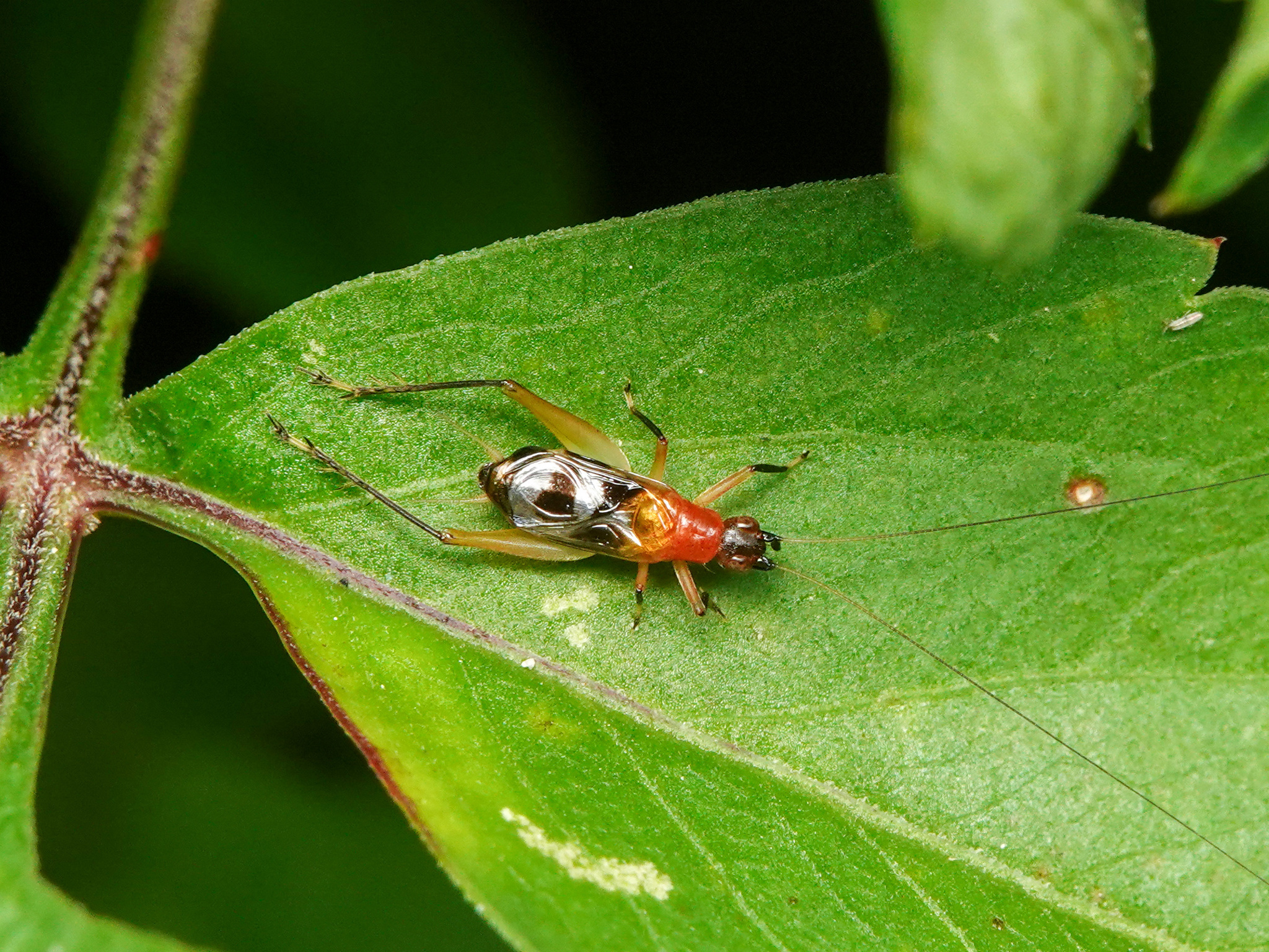 Homoeoxipha lycoides · iNaturalist