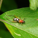 Homoeoxipha lycoides - Photo (c) orthoptera-jp,  זכויות יוצרים חלקיות (CC BY-NC), הועלה על ידי orthoptera-jp