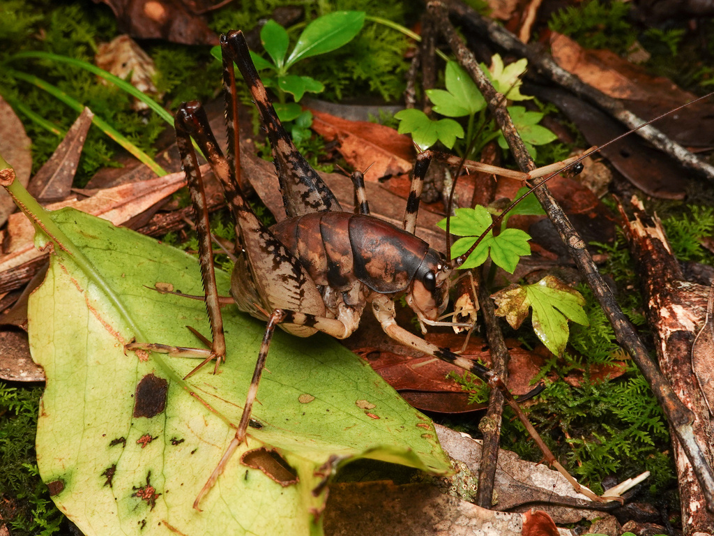 Diestrammena gigas