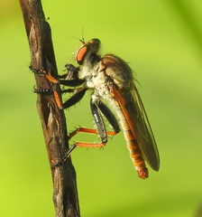 Cophinopoda