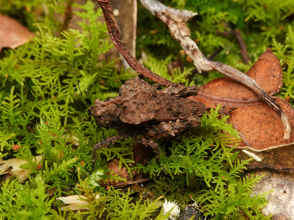 Austrohancockia platynota amamiensis in September 2023 by orthoptera-jp ...