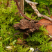 Austrohancockia platynota amamiensis - Photo (c) orthoptera-jp, algunos derechos reservados (CC BY-NC), subido por orthoptera-jp