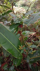 Heliconia lankesteri image