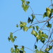Populus mexicana dimorpha - Photo (c) Eric Hough, alguns direitos reservados (CC BY-NC), uploaded by Eric Hough