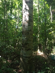 Simarouba