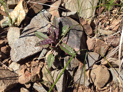 Collinsia tinctoria