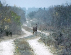 Odocoileus virginianus texanus