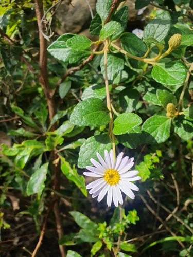 Image of Olearia tomentosa by no rights reserved