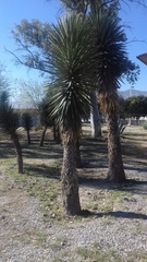 Yucca filifera