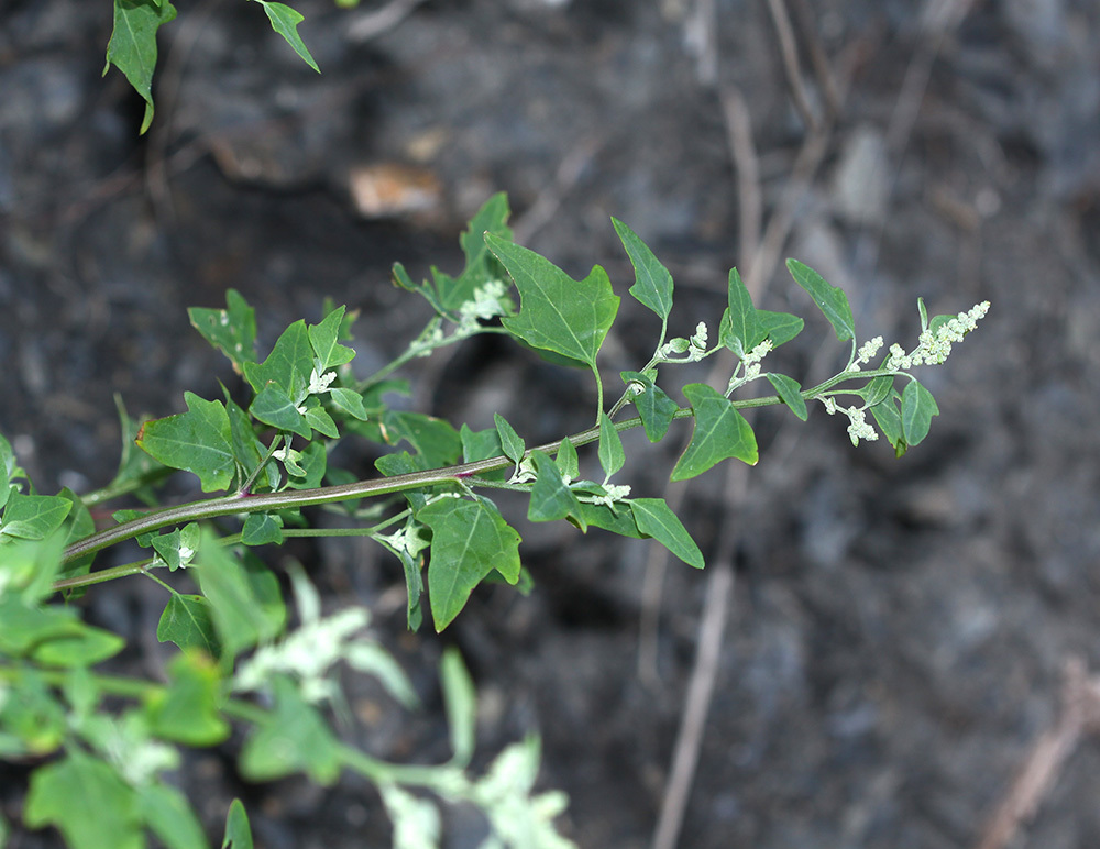 Chenopodium bryoniifolium