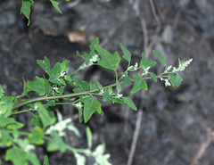 Chenopodium bryoniifolium