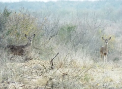 Odocoileus virginianus texanus