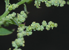 Chenopodium bryoniifolium