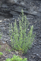 Chenopodium bryoniifolium