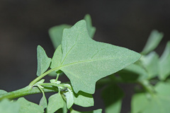 Chenopodium bryoniifolium