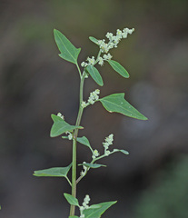 Chenopodium bryoniifolium