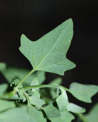 Chenopodium bryoniifolium