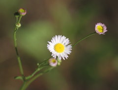 Erigeron tenuis