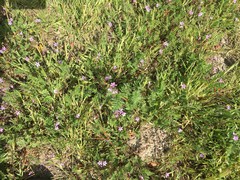 Erodium cicutarium