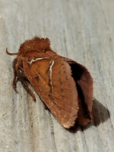 Orange Swift photo 2