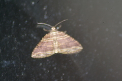 Anticlea multiferata