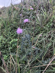 Cirsium japonicum australe