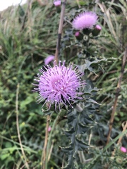Cirsium japonicum australe