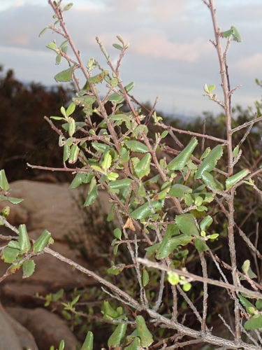 Image of Rhamnus pilosa by (c) Jason Schock, some rights reserved (CC BY)