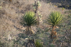 Yucca periculosa