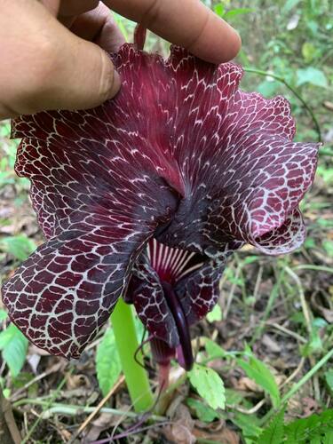 Arisaema dahaiense