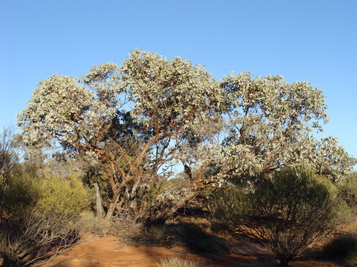 Vokes Hill Mallee (Eucalyptus vokesensis)