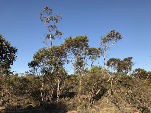 Yumbarra Mallee (Eucalyptus yumbarrana)