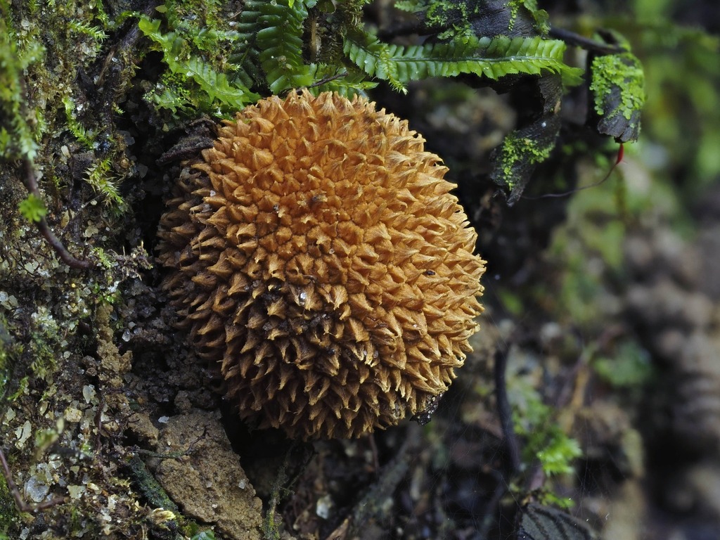 Durianella