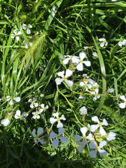 Raphanus raphanistrum raphanistrum