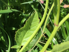 Raphanus raphanistrum raphanistrum