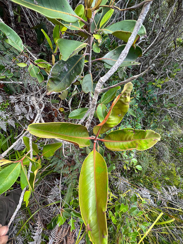 Gossia clusioides observed 2023-09-21