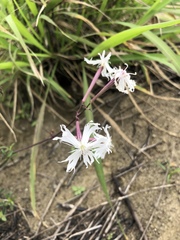 Silene fissipetala