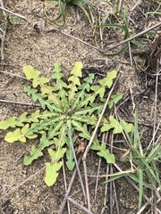 Taraxacum formosanum