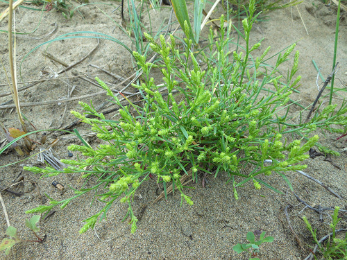 Corispermum stauntonii